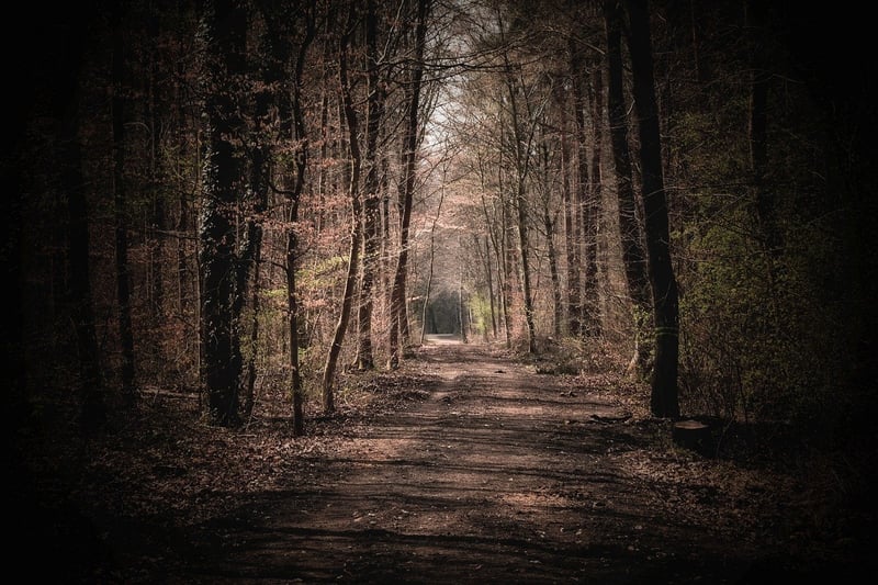 Enchanted Forest Retreat