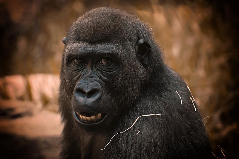 Bwindi Impenetrable Forest